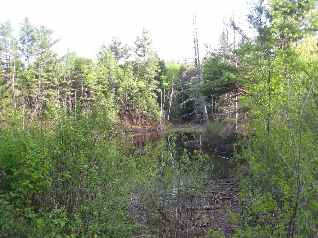 Tilton NH Rail Trail 2010 0390.jpg - If this was a beaver dam, the "Beaver Corp of Engineers" had a burst, water level is way down.